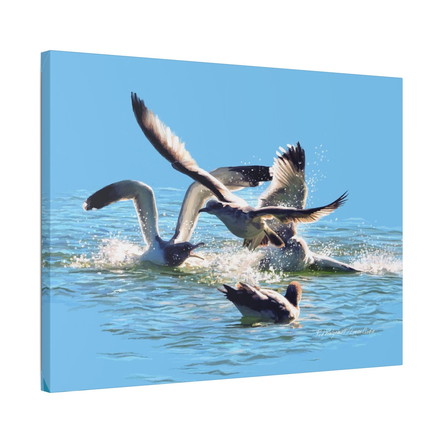 Classic Stretched Canvas, Gull Fight on Stansbury Lake, by Rod Walgamott