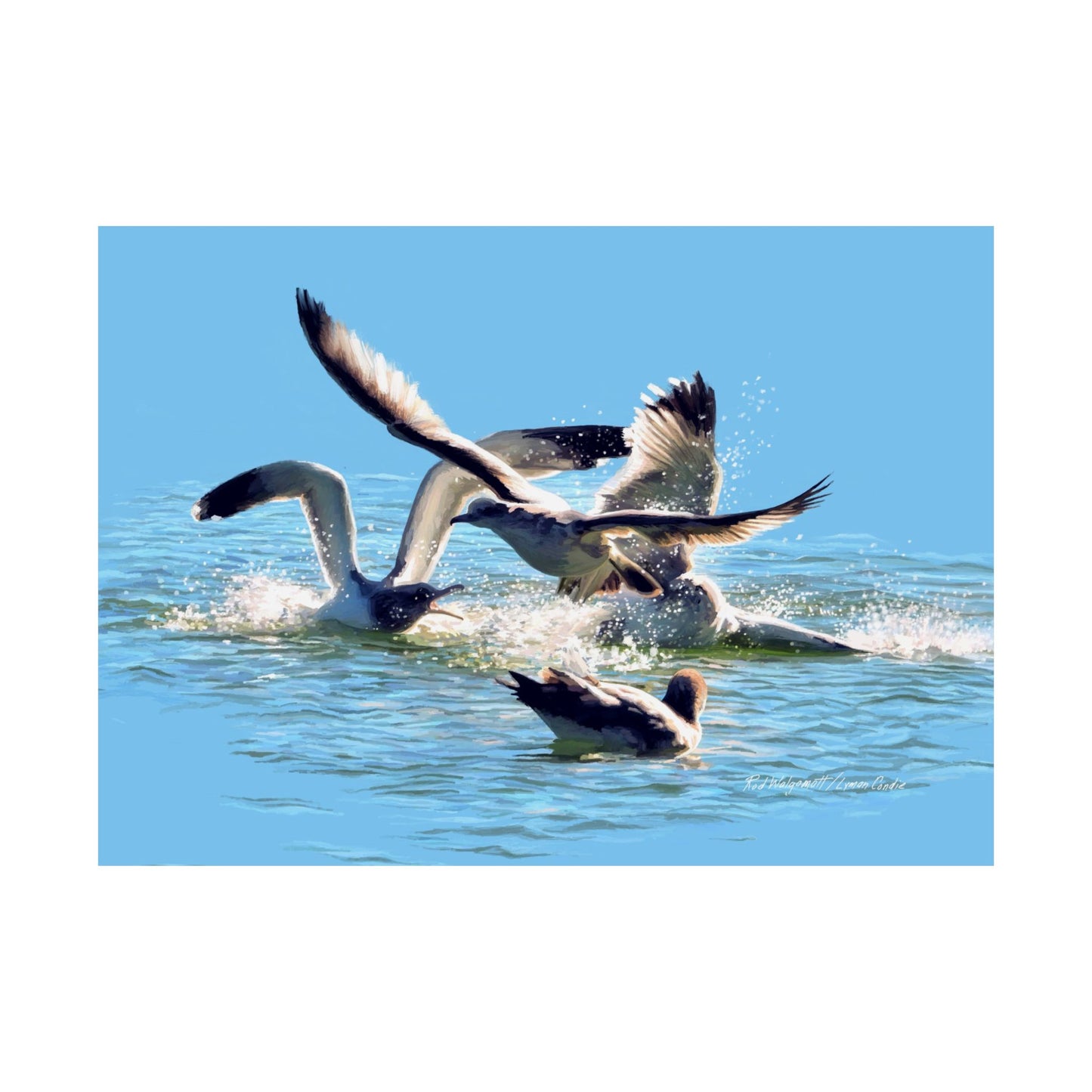 Premium Matte Print, Gull Fight on Stansbury Lake, by Rod Walgamott