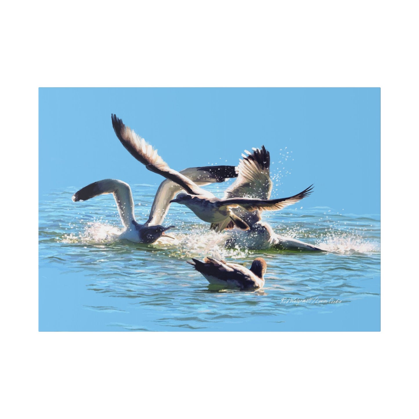 Classic Stretched Canvas, Gull Fight on Stansbury Lake, by Rod Walgamott