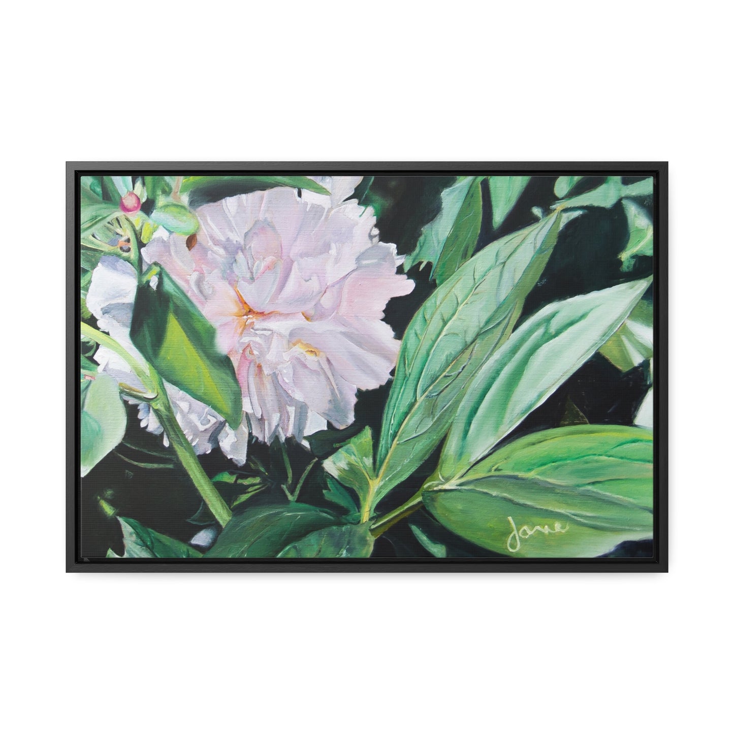 Stretched Canvas Wrap in Wood Frame, Shy Peone by Jane Autry
