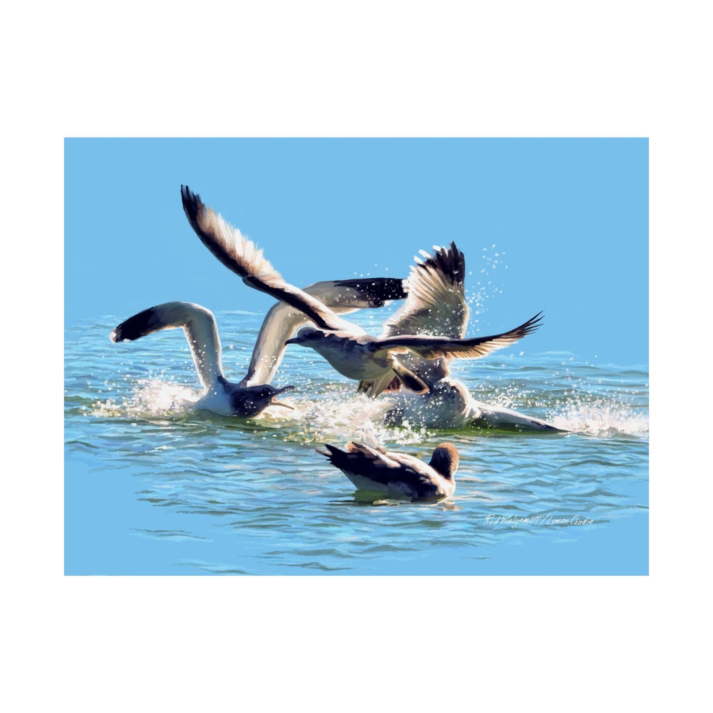 Premium Matte Print, Gull Fight on Stansbury Lake, by Rod Walgamott