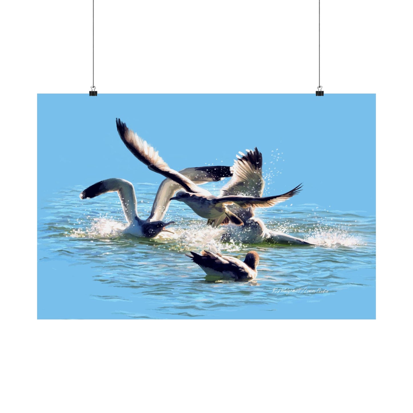 Premium Matte Print, Gull Fight on Stansbury Lake, by Rod Walgamott