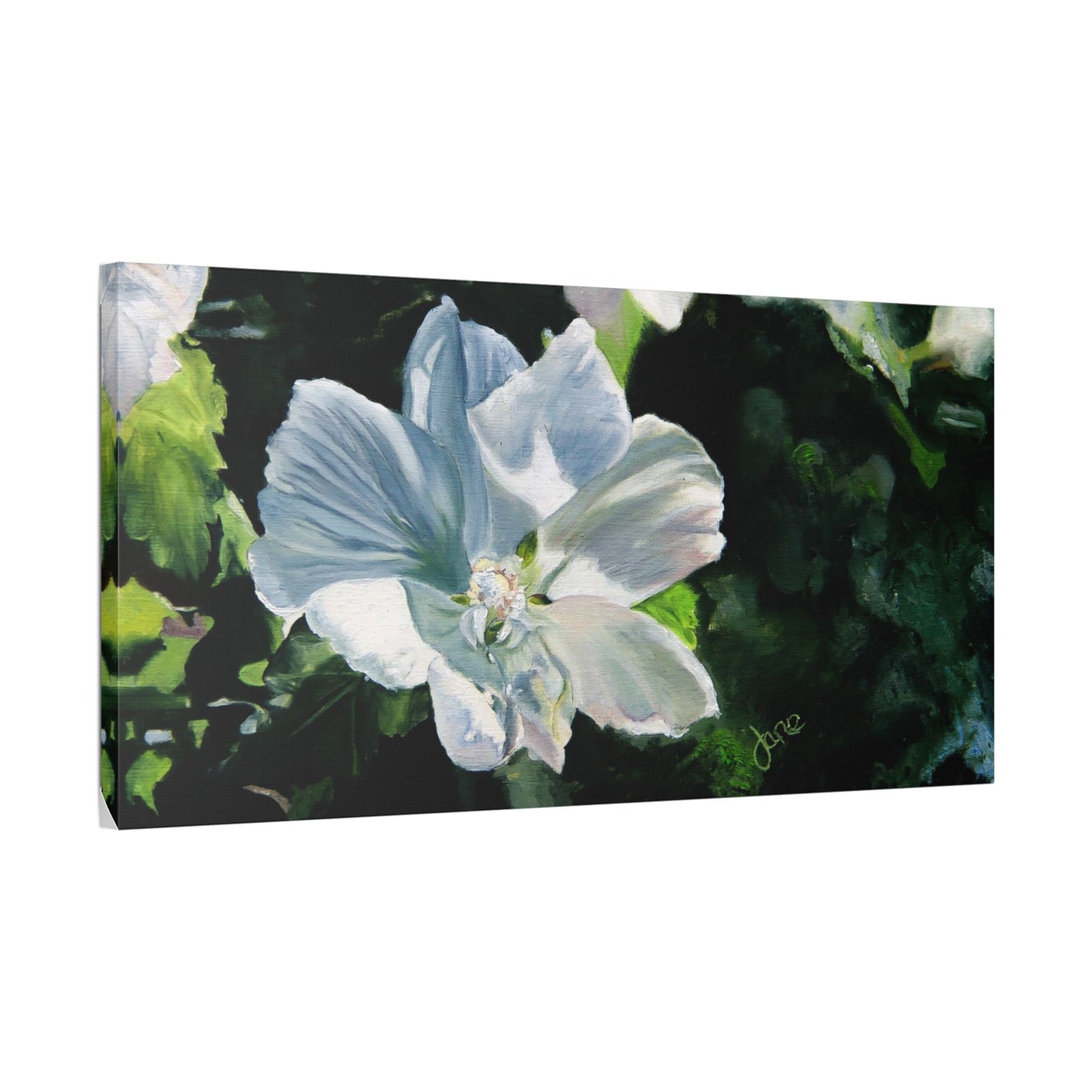 Classic Stretched Canvas, White Rose of Sharon by Jane Autry