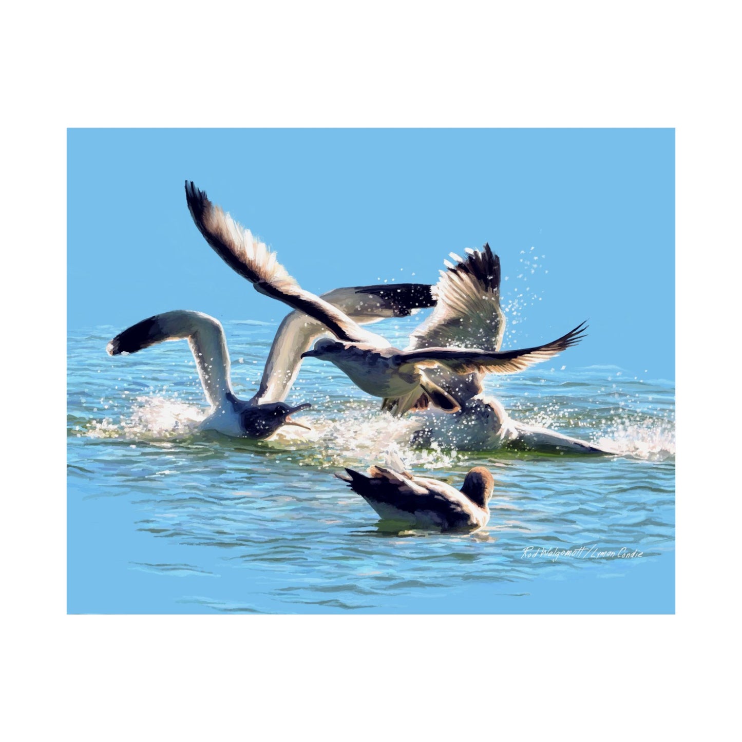 Premium Matte Print, Gull Fight on Stansbury Lake, by Rod Walgamott