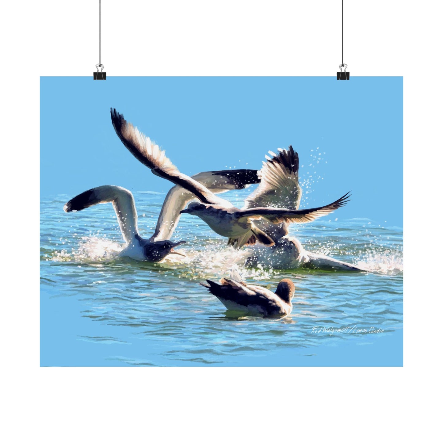 Premium Matte Print, Gull Fight on Stansbury Lake, by Rod Walgamott