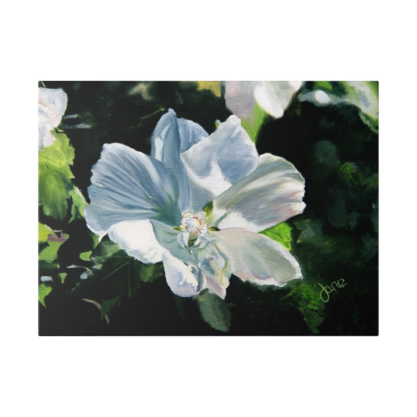 Classic Stretched Canvas, White Rose of Sharon by Jane Autry