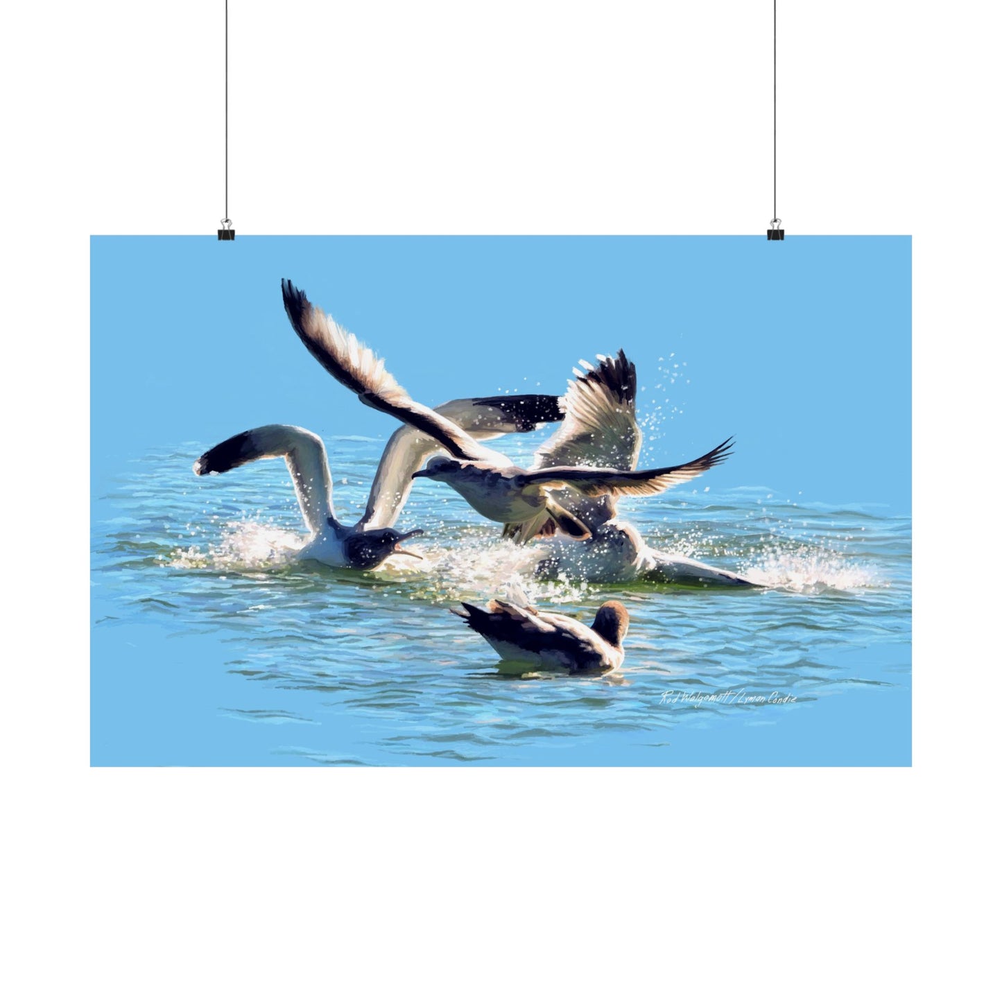 Premium Matte Print, Gull Fight on Stansbury Lake, by Rod Walgamott