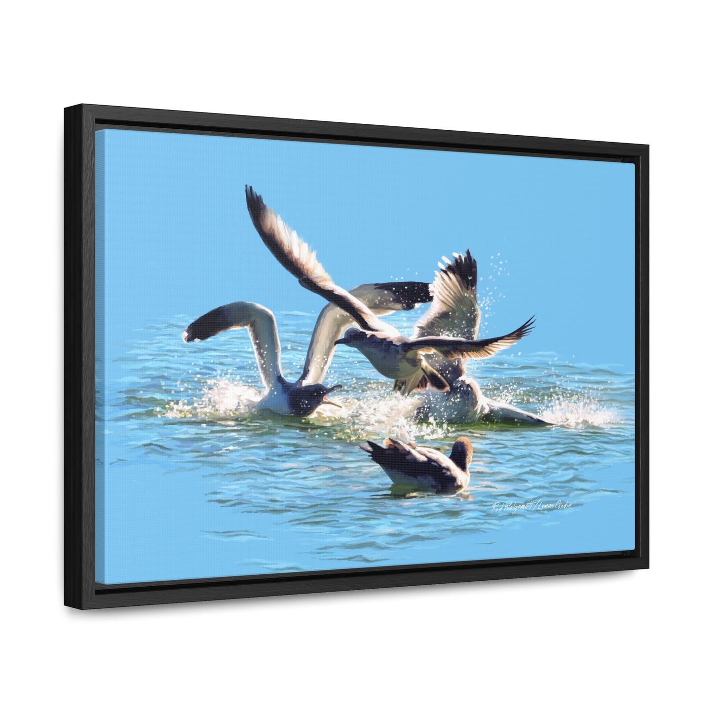 Stretched Canvas Print in Wood Frame, Gull Fight on Stansbury Lake, by Rod Walgamott
