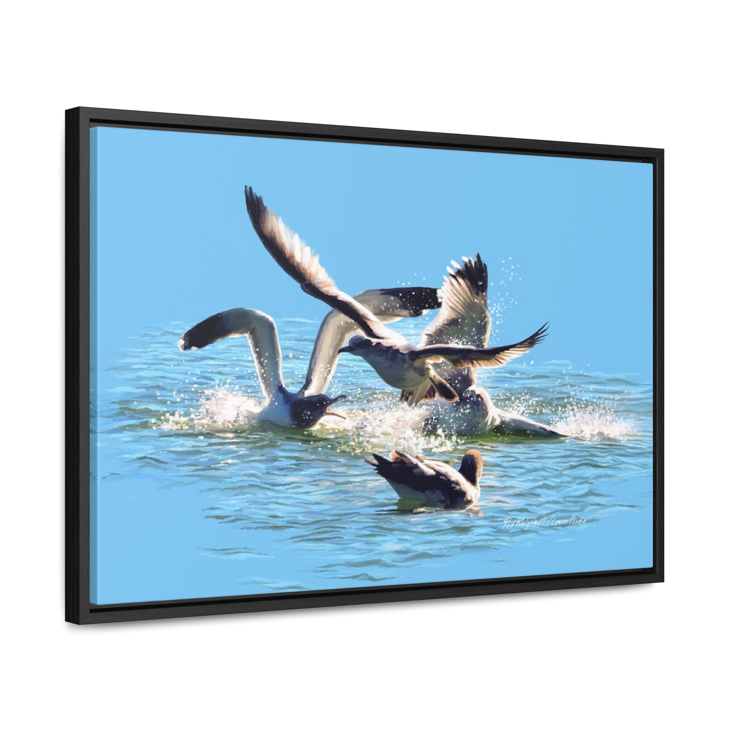 Stretched Canvas Print in Wood Frame, Gull Fight on Stansbury Lake, by Rod Walgamott