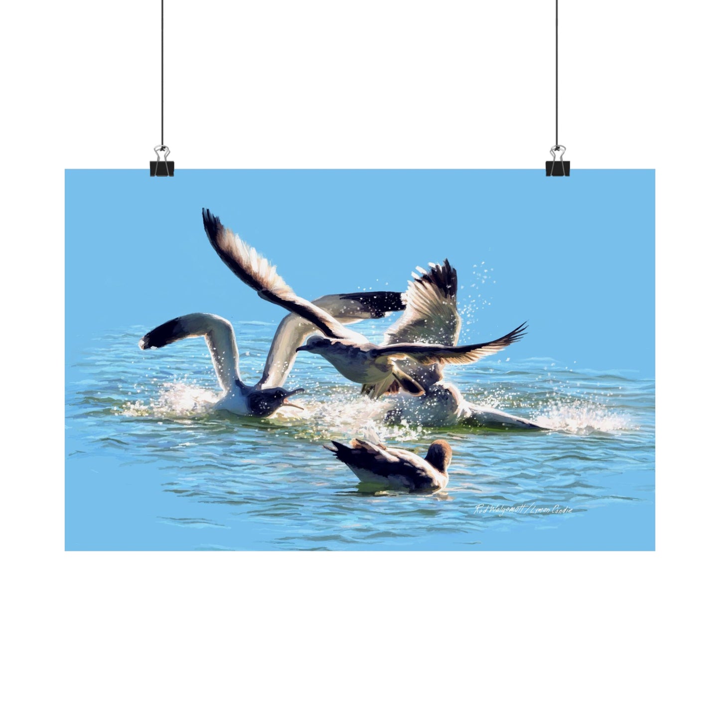 Premium Matte Print, Gull Fight on Stansbury Lake, by Rod Walgamott