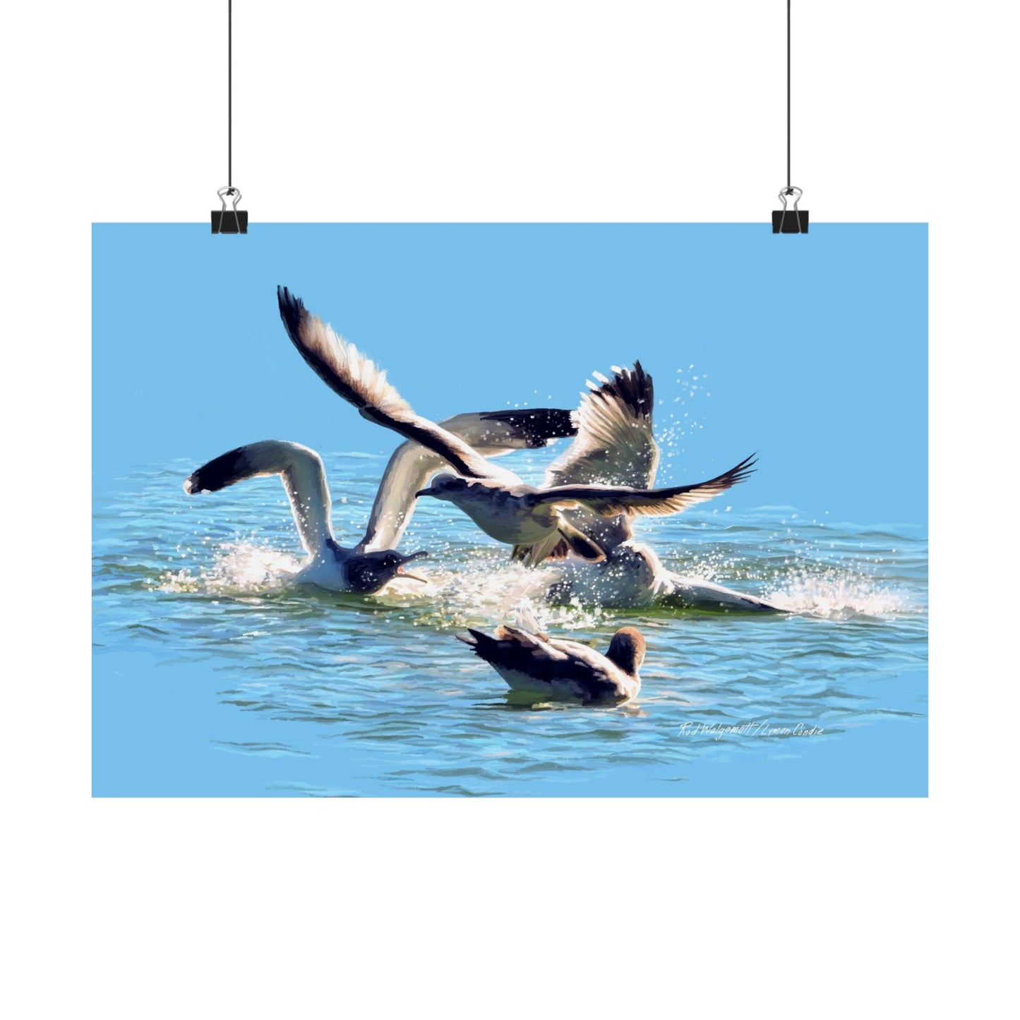 Premium Matte Print, Gull Fight on Stansbury Lake, by Rod Walgamott