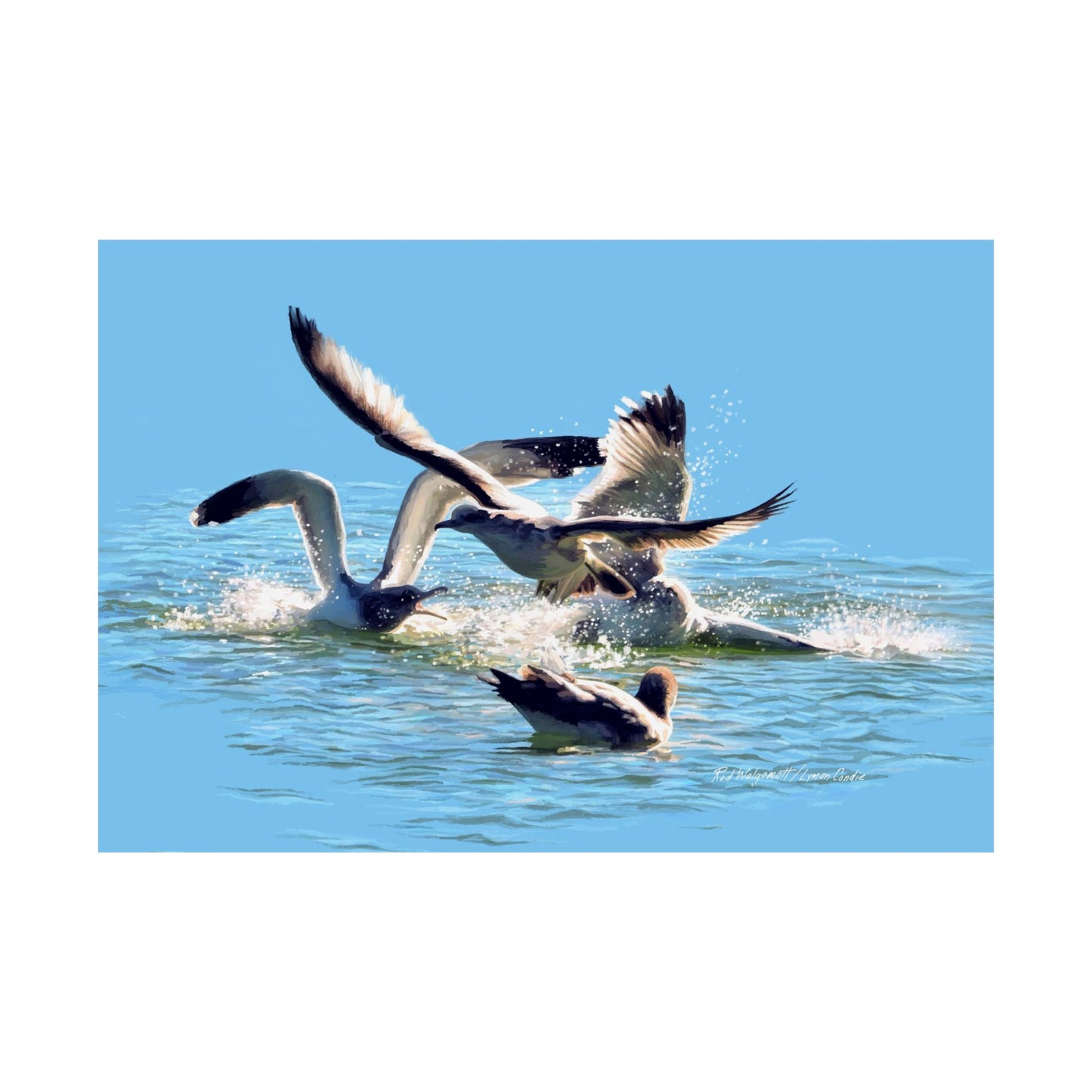Premium Matte Print, Gull Fight on Stansbury Lake, by Rod Walgamott