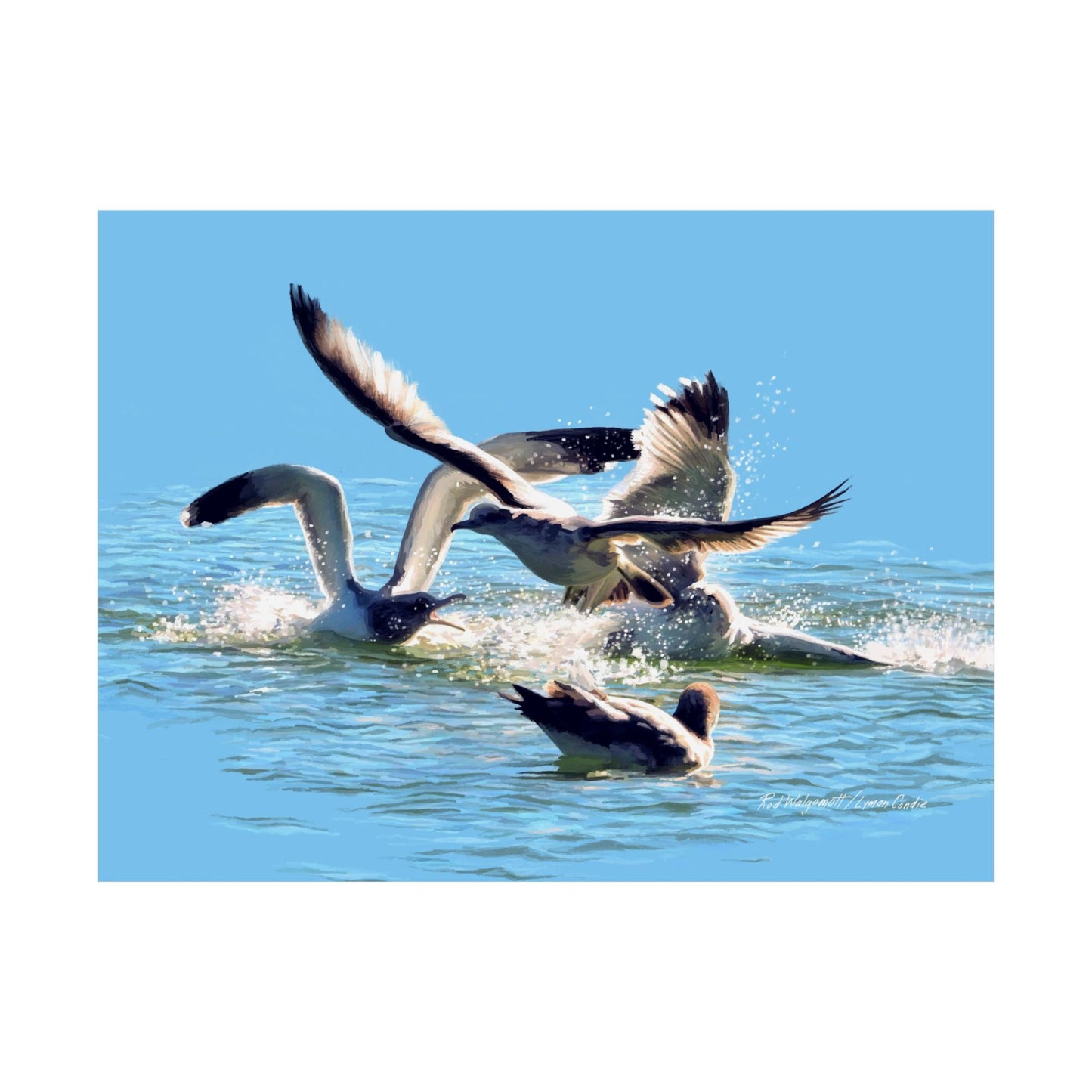 Premium Matte Print, Gull Fight on Stansbury Lake, by Rod Walgamott