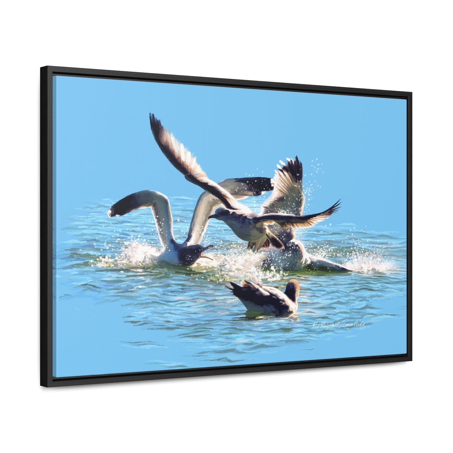 Stretched Canvas Print in Wood Frame, Gull Fight on Stansbury Lake, by Rod Walgamott