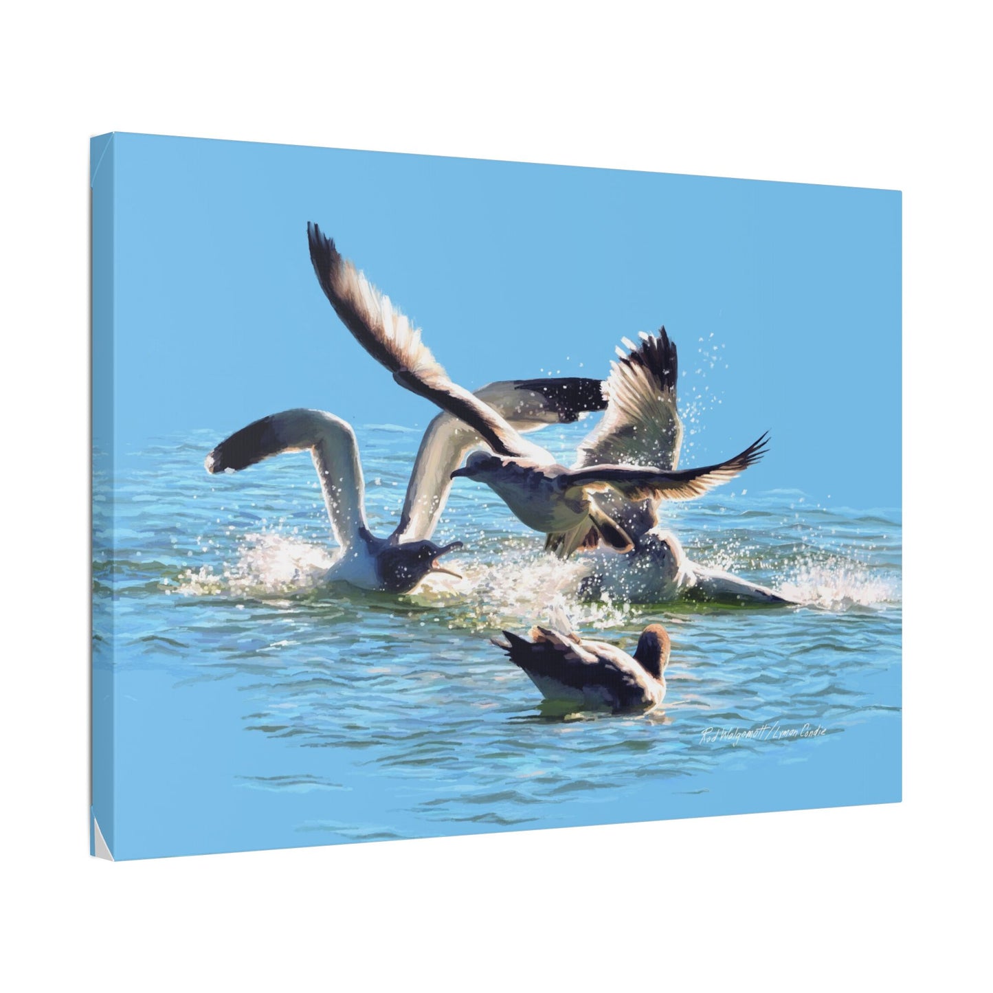 Classic Stretched Canvas, Gull Fight on Stansbury Lake, by Rod Walgamott