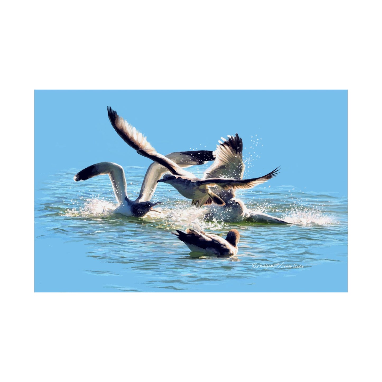 Premium Matte Print, Gull Fight on Stansbury Lake, by Rod Walgamott