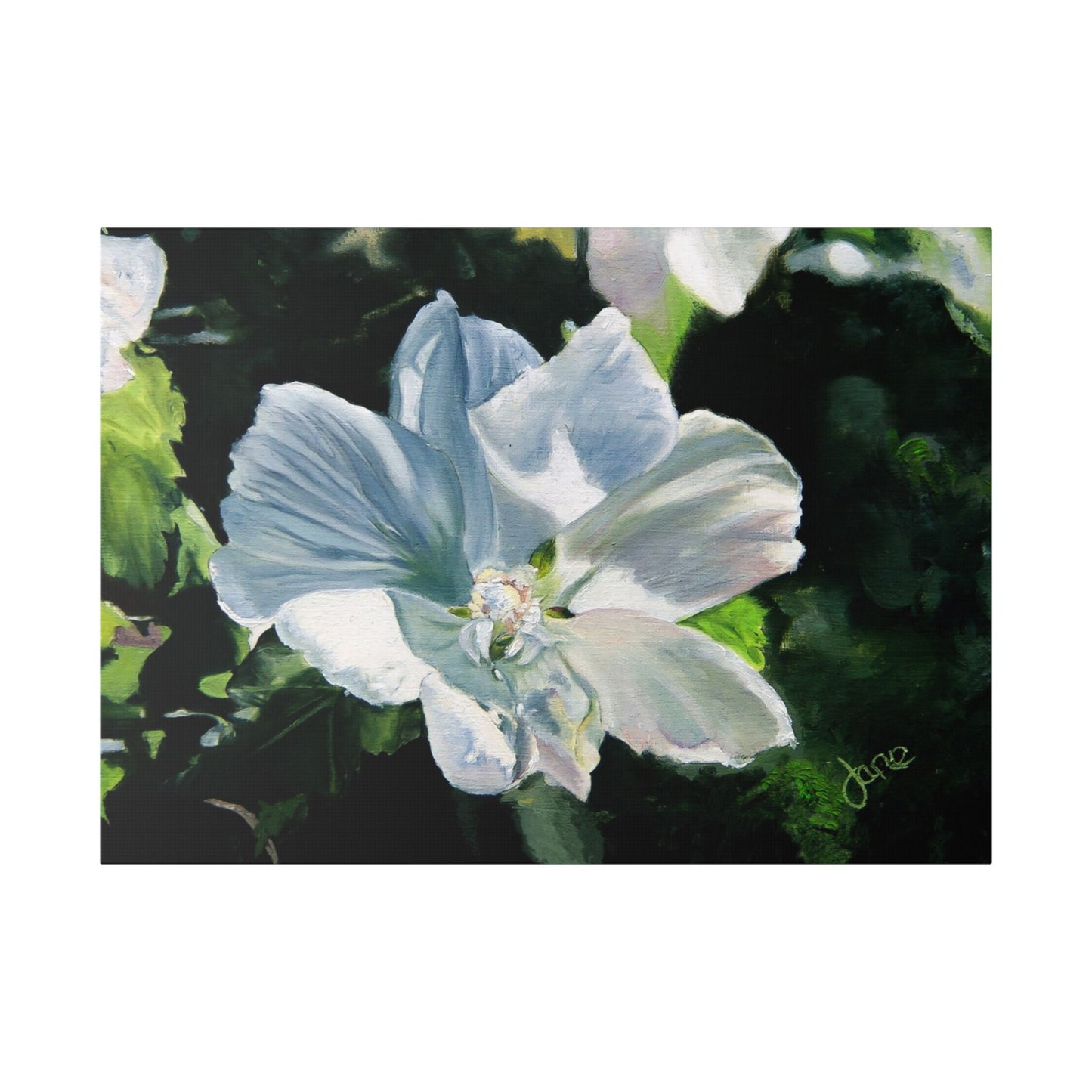 Classic Stretched Canvas, White Rose of Sharon by Jane Autry