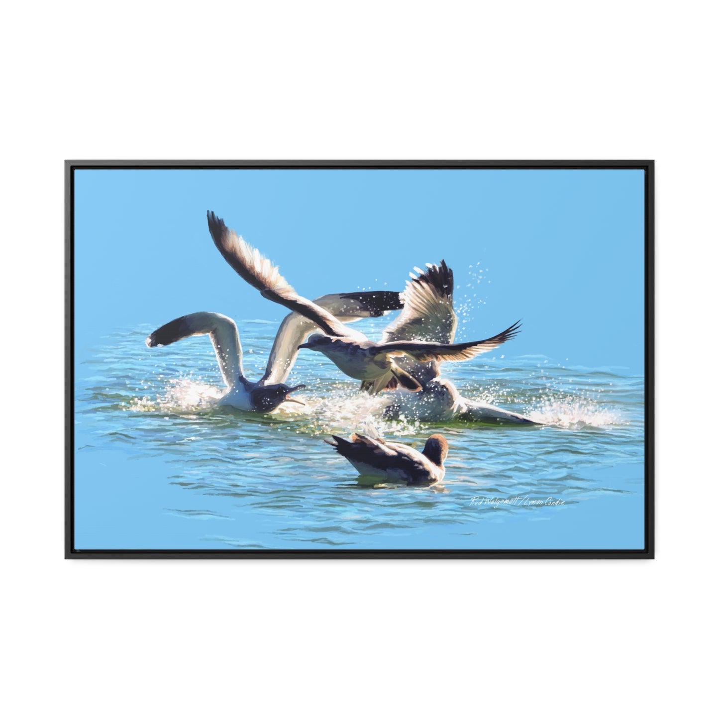 Stretched Canvas Print in Wood Frame, Gull Fight on Stansbury Lake, by Rod Walgamott