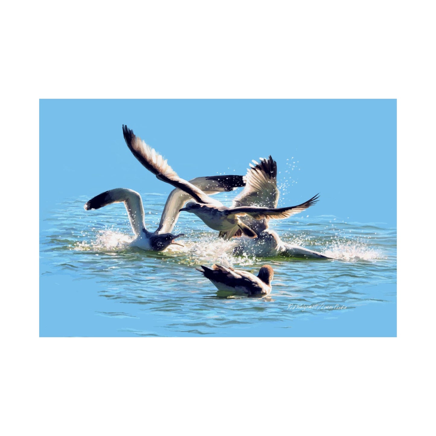 Premium Matte Print, Gull Fight on Stansbury Lake, by Rod Walgamott