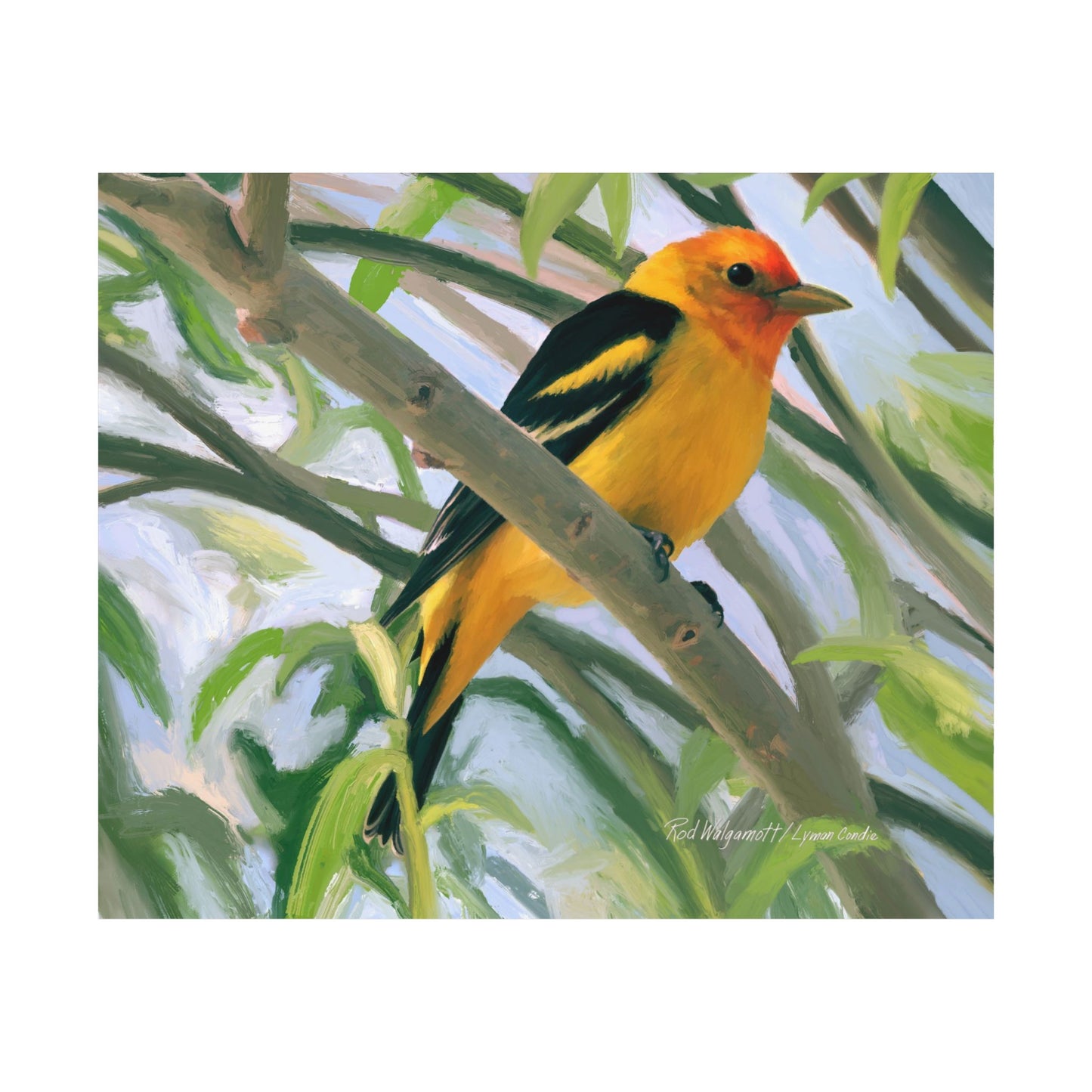 Wester Tanager