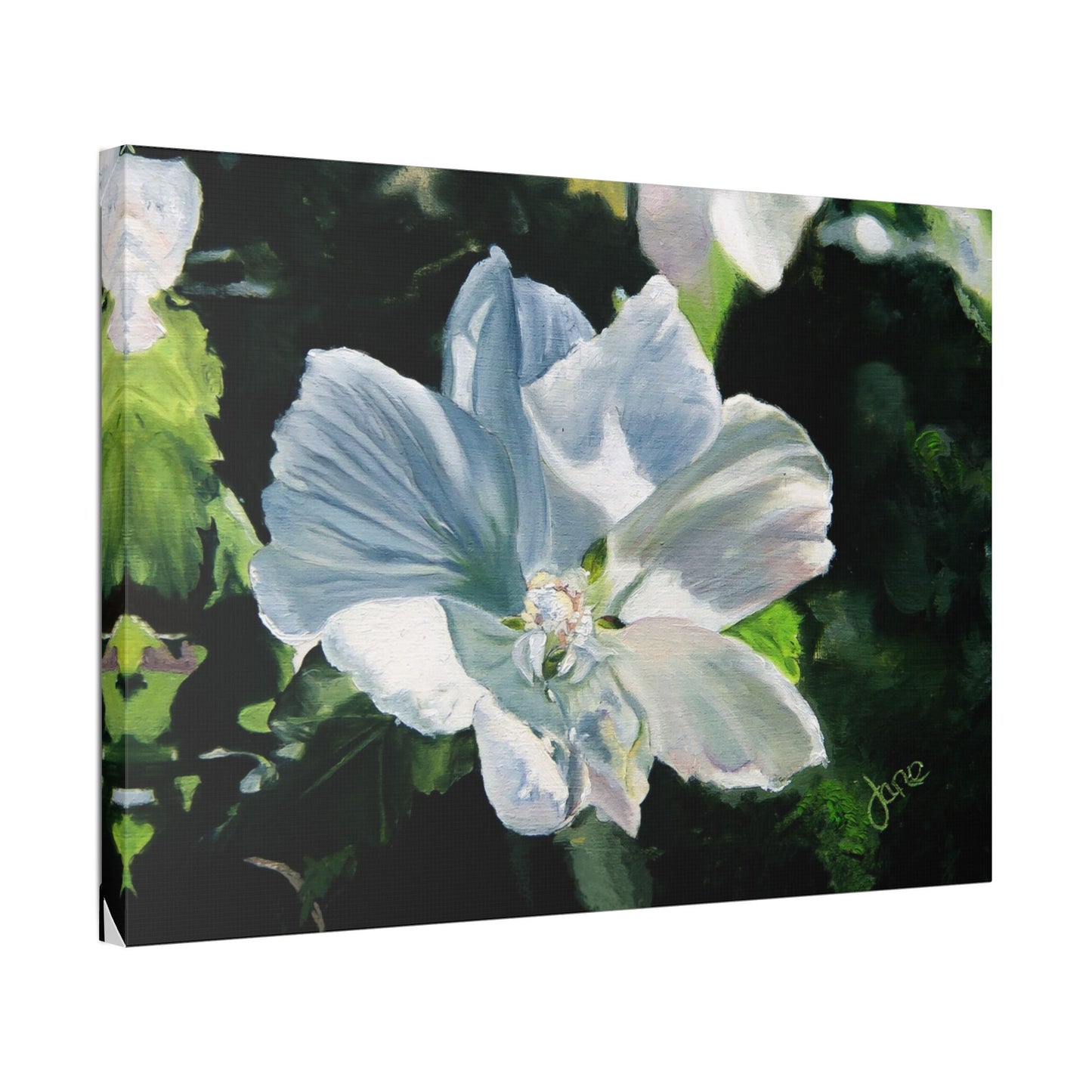 Classic Stretched Canvas, White Rose of Sharon by Jane Autry