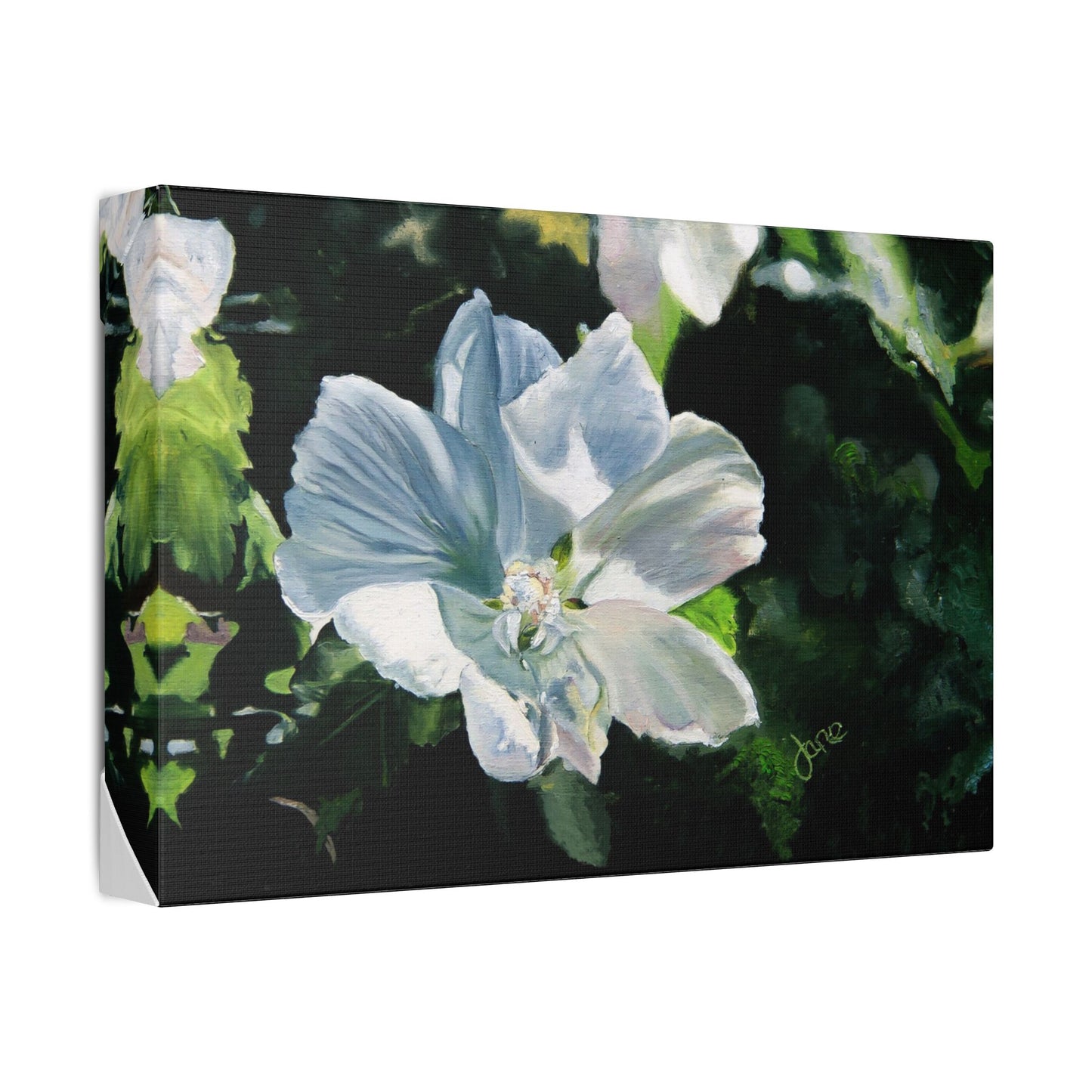 Classic Stretched Canvas, White Rose of Sharon by Jane Autry