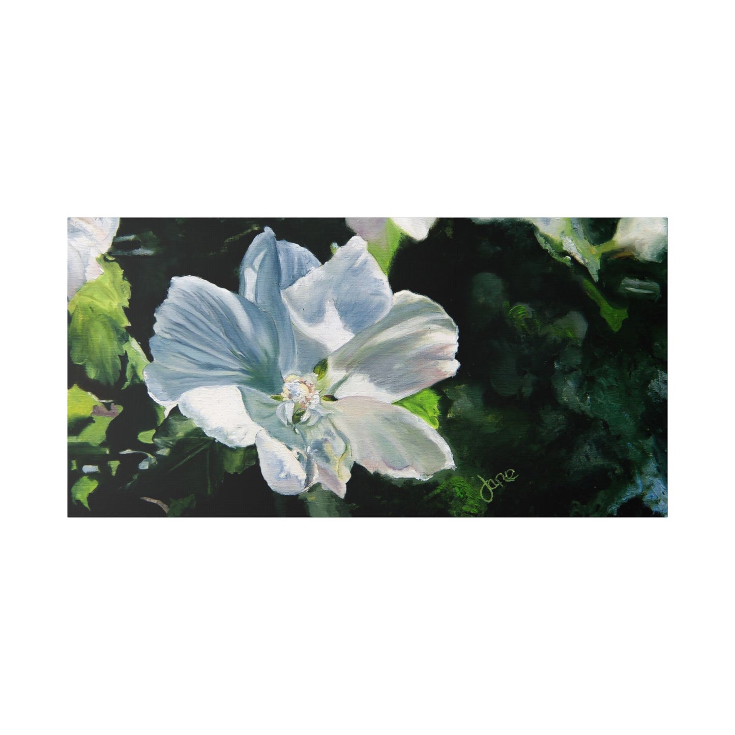 Classic Stretched Canvas, White Rose of Sharon by Jane Autry