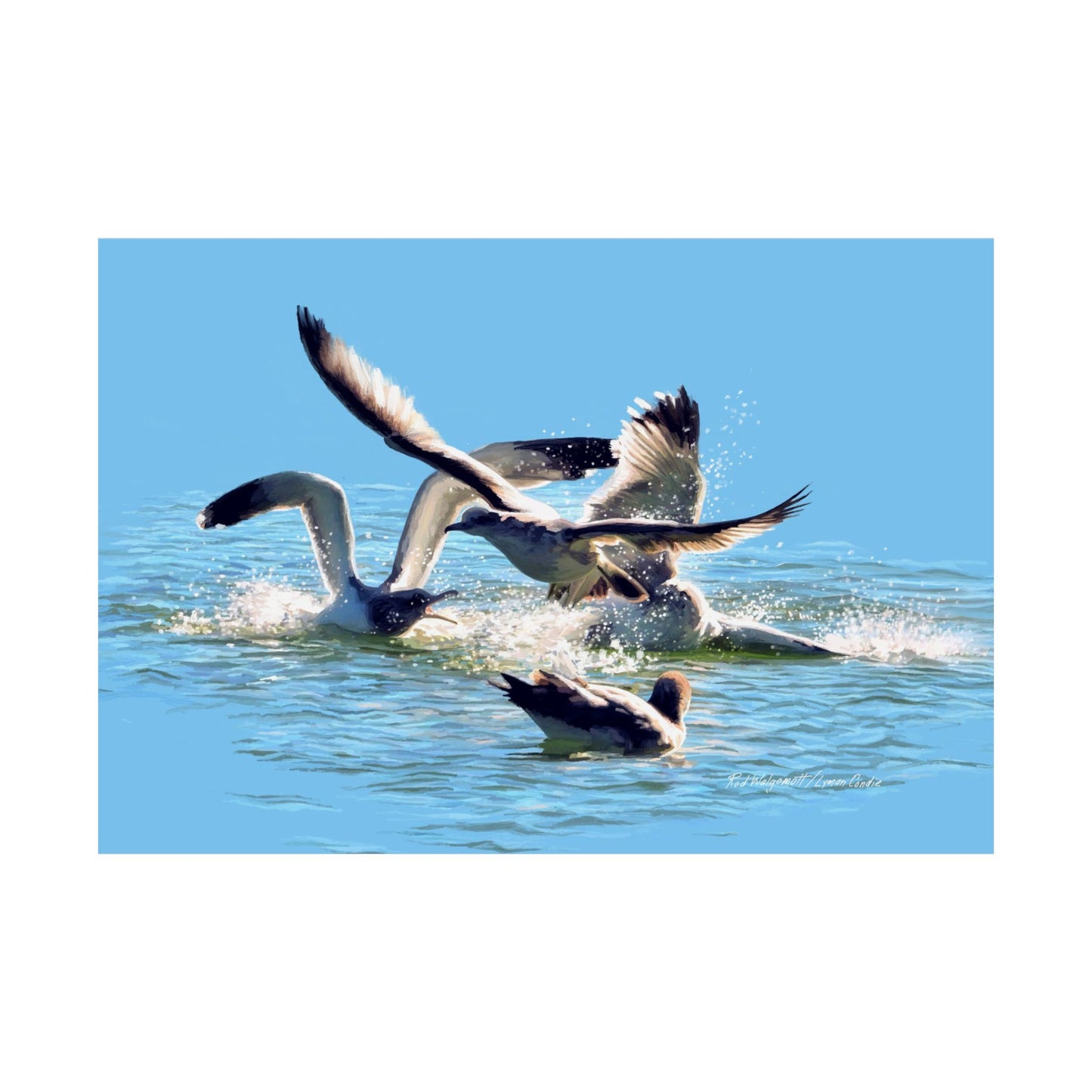 Premium Matte Print, Gull Fight on Stansbury Lake, by Rod Walgamott