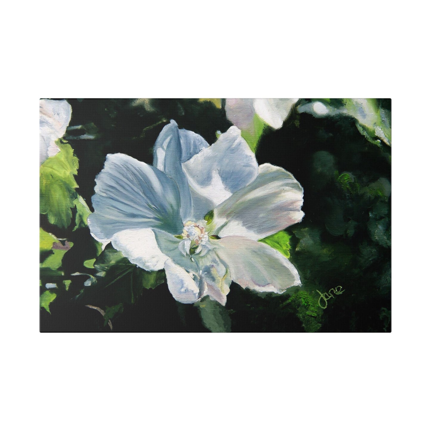 Classic Stretched Canvas, White Rose of Sharon by Jane Autry
