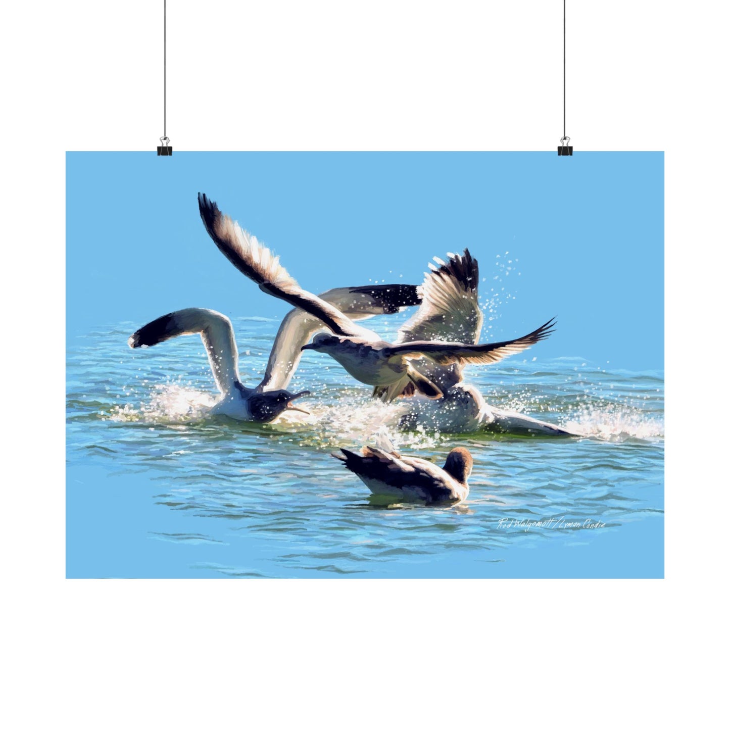 Premium Matte Print, Gull Fight on Stansbury Lake, by Rod Walgamott