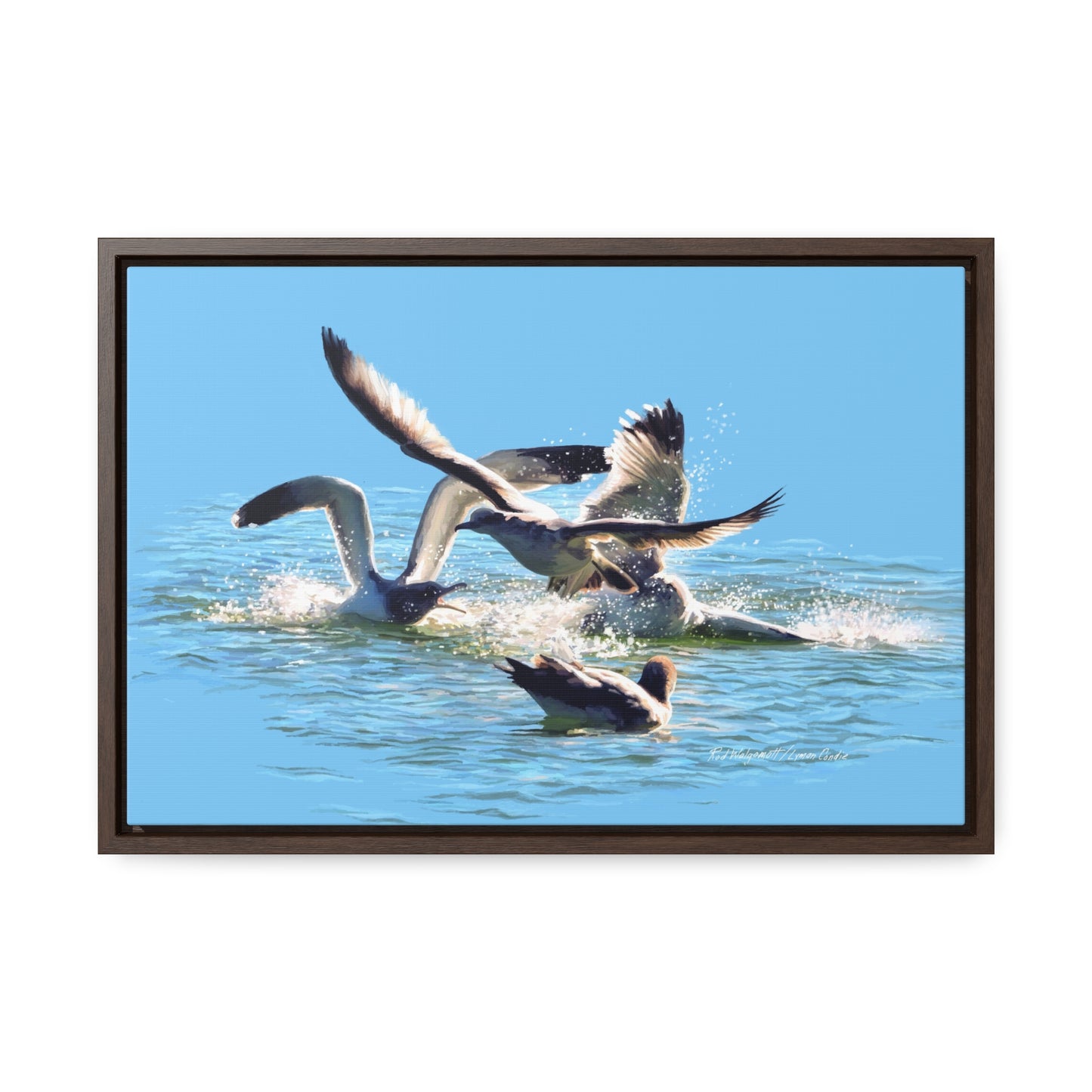 Stretched Canvas Print in Wood Frame, Gull Fight on Stansbury Lake, by Rod Walgamott