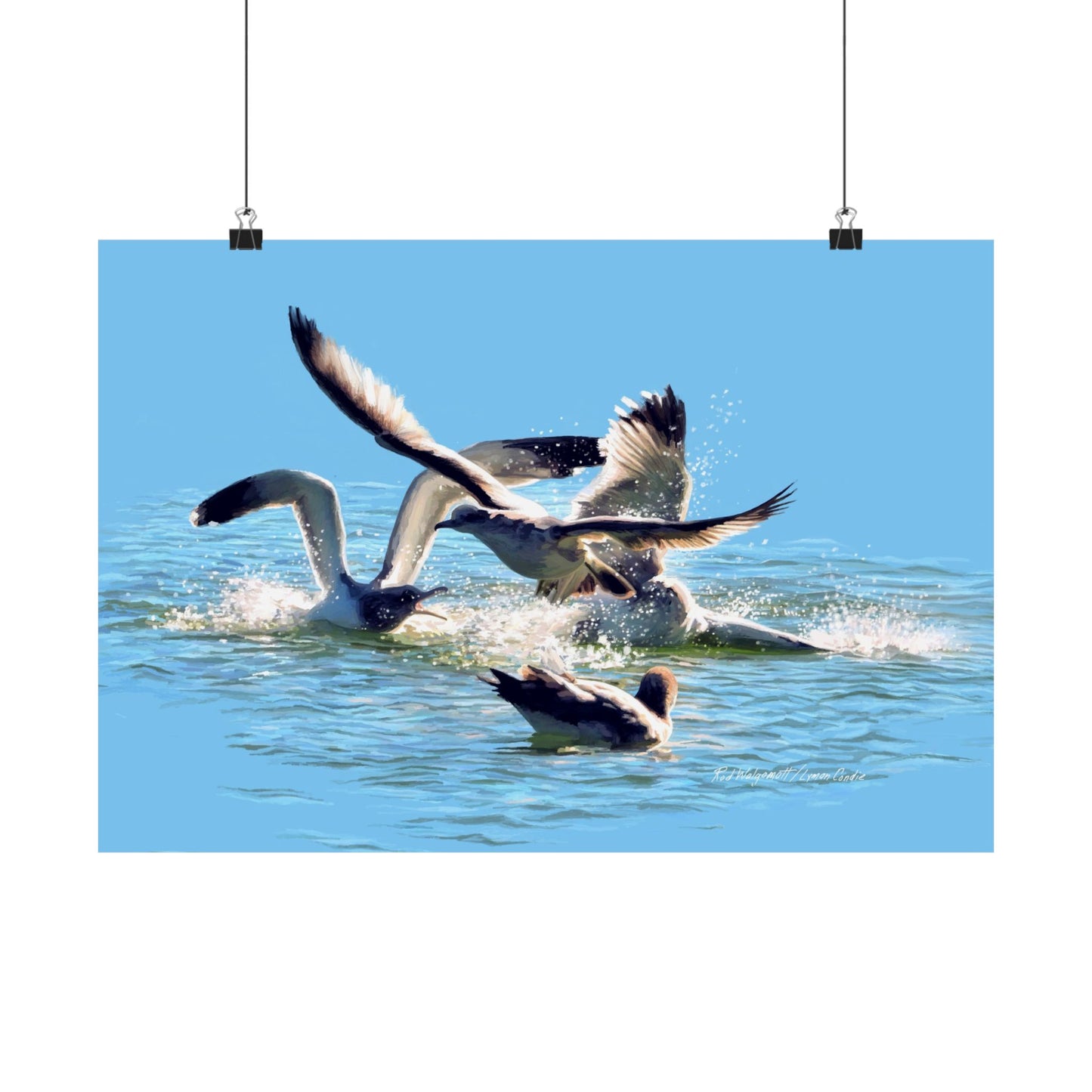 Premium Matte Print, Gull Fight on Stansbury Lake, by Rod Walgamott