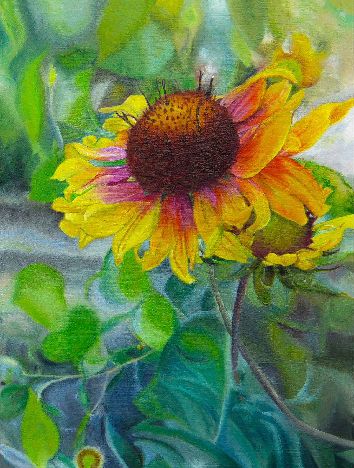 Indian Blanket Flower