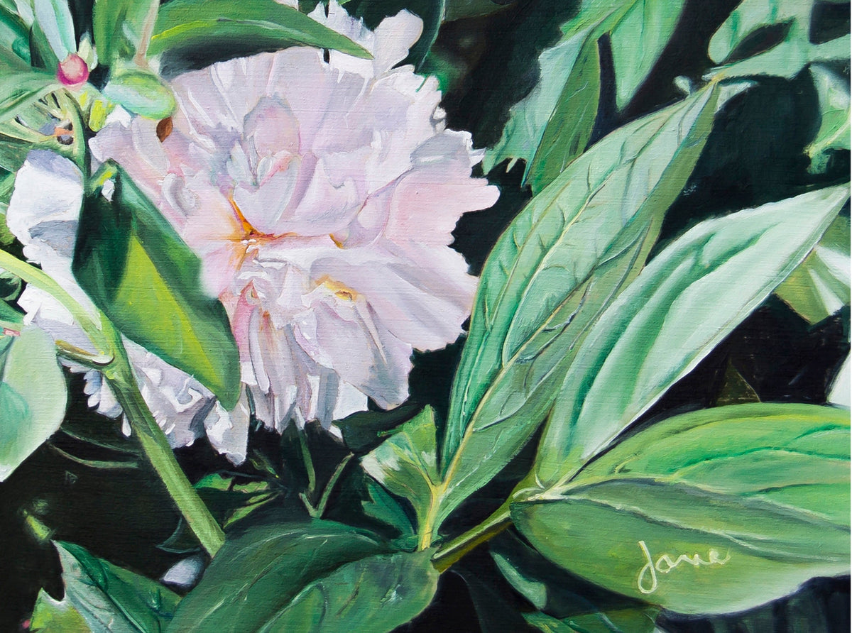 Shy Peony