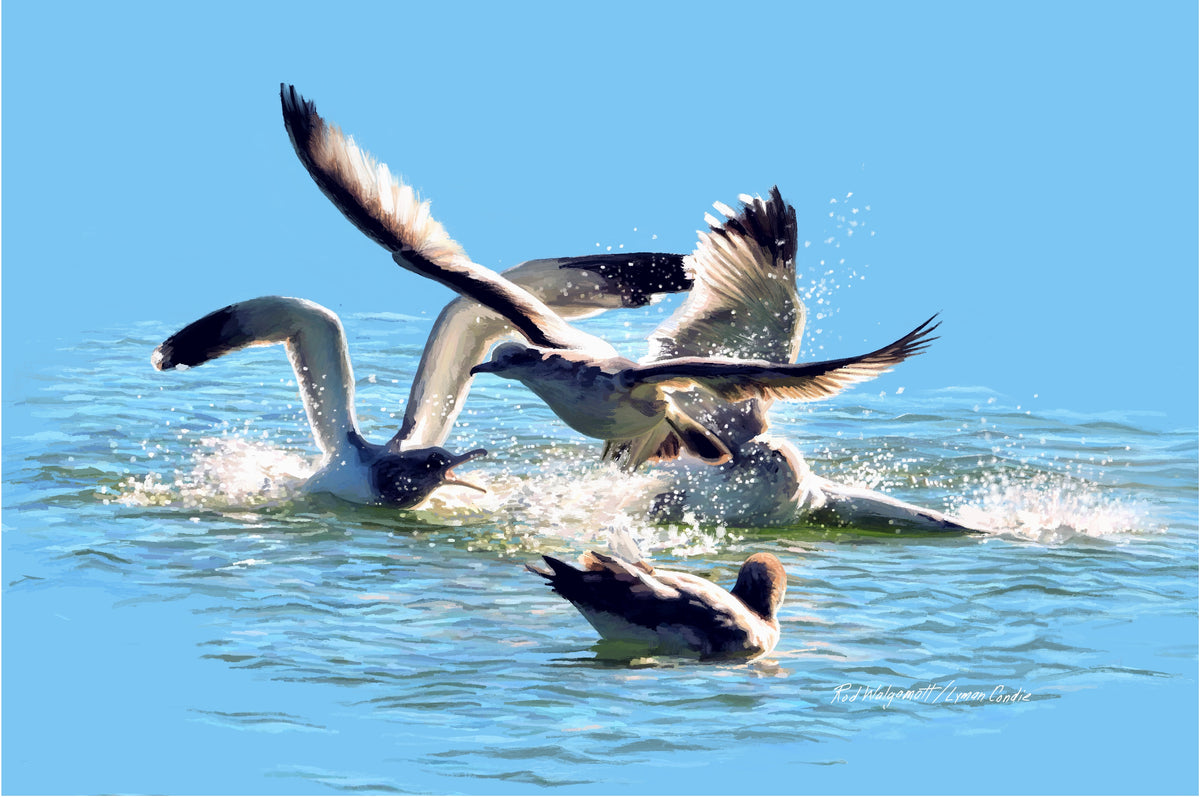 Gull Fight on Stansbury Lake, by Rod Walgamott