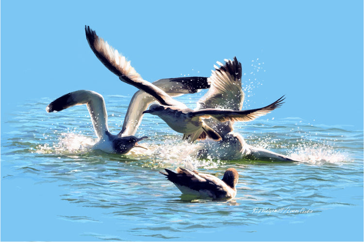 Gull Fight on Stansbury Lake, by Rod Walgamott