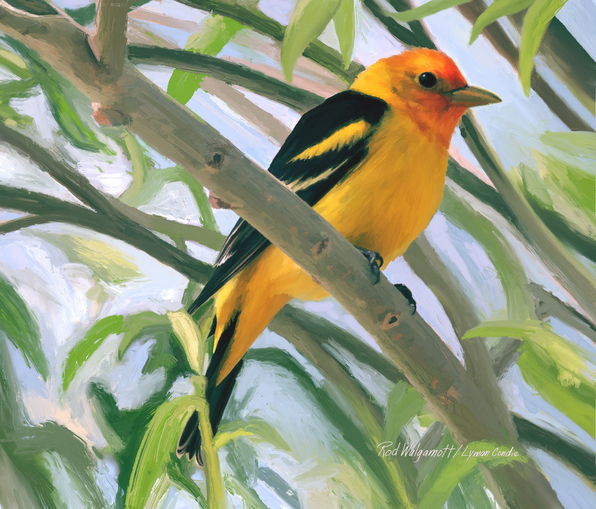 Wester Tanager