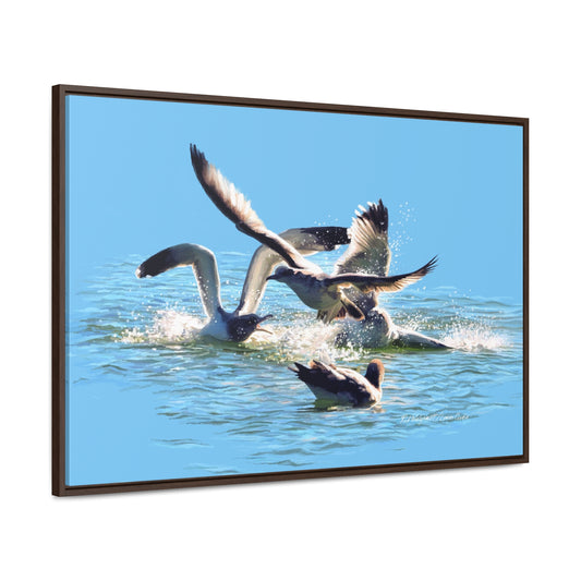 Stretched Canvas Print in Wood Frame, Gull Fight on Stansbury Lake, by Rod Walgamott