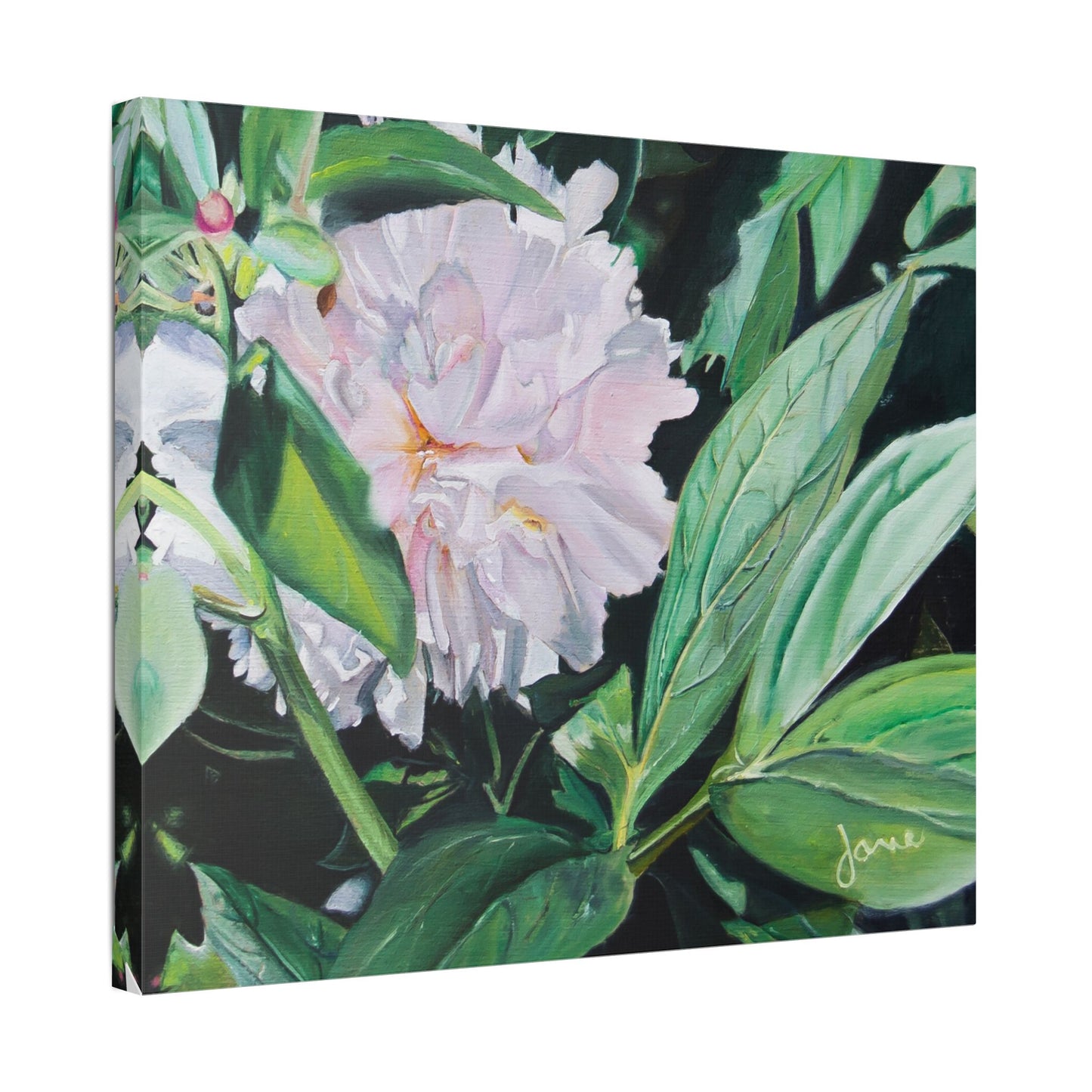 Classic Stretched Canvas, Shy Peone by Jane Autry