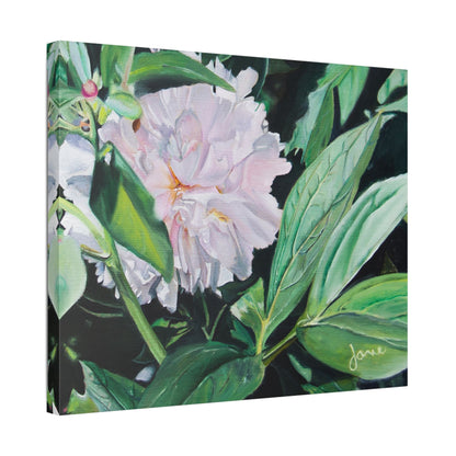 Classic Stretched Canvas, Shy Peone by Jane Autry