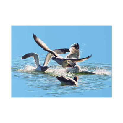 Classic Stretched Canvas, Gull Fight on Stansbury Lake, by Rod Walgamott
