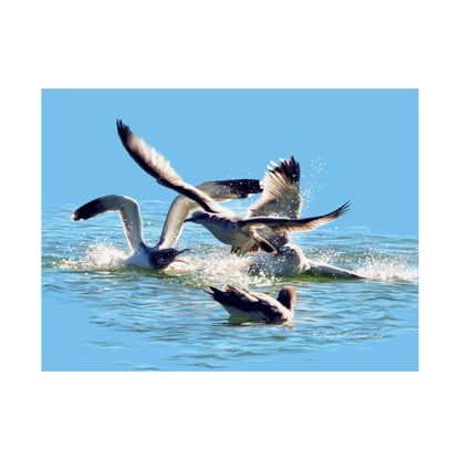 Premium Matte Print, Gull Fight on Stansbury Lake, by Rod Walgamott