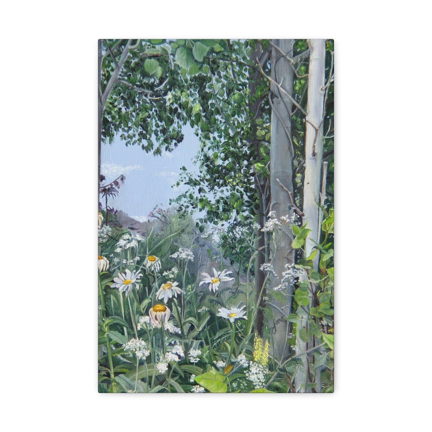 Quakies and Daisies by Jane Autry, Canvas Gallery Wrap
