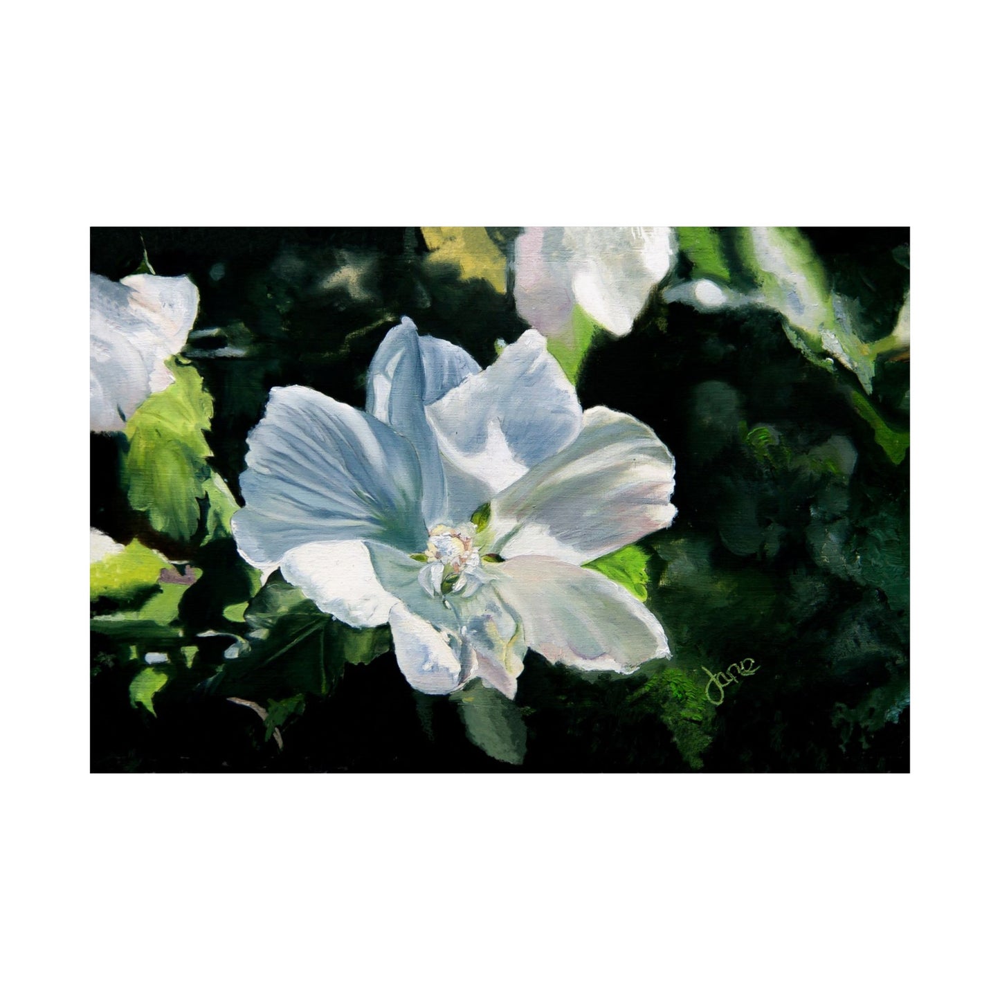 White Rose of Sharon, by Jane Autry--Premium Matte Print