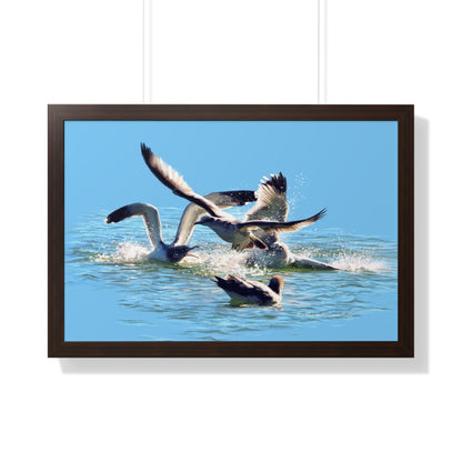 Framed Matte Print, Gull Fight on Stansbury Lake, by Rod Walgamott