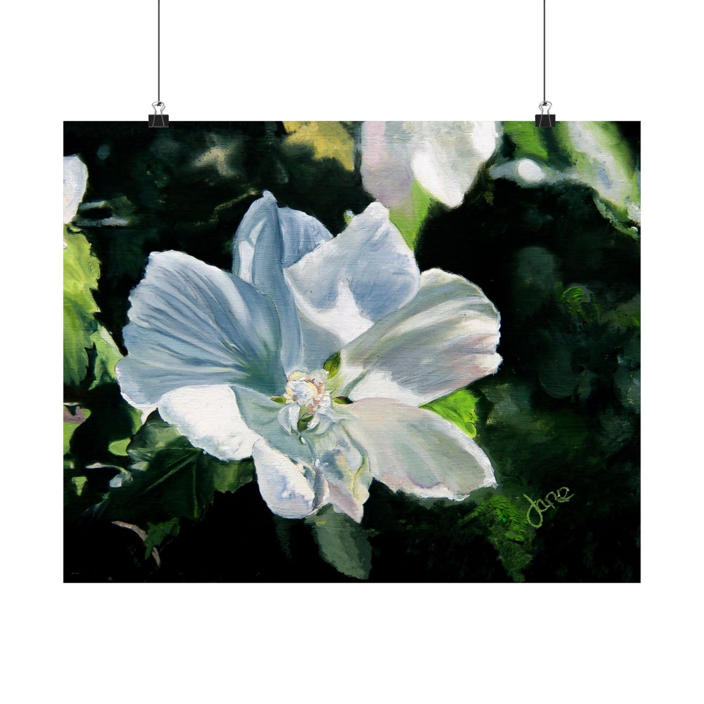 White Rose of Sharon, by Jane Autry--Premium Matte Print
