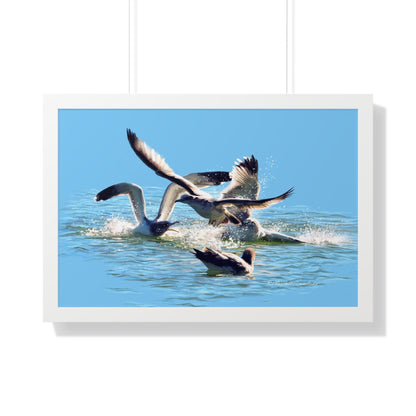 Framed Matte Print, Gull Fight on Stansbury Lake, by Rod Walgamott
