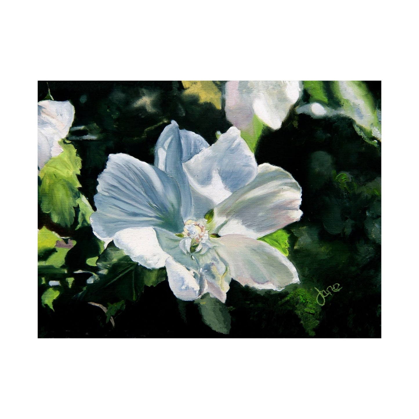 White Rose of Sharon, by Jane Autry--Premium Matte Print