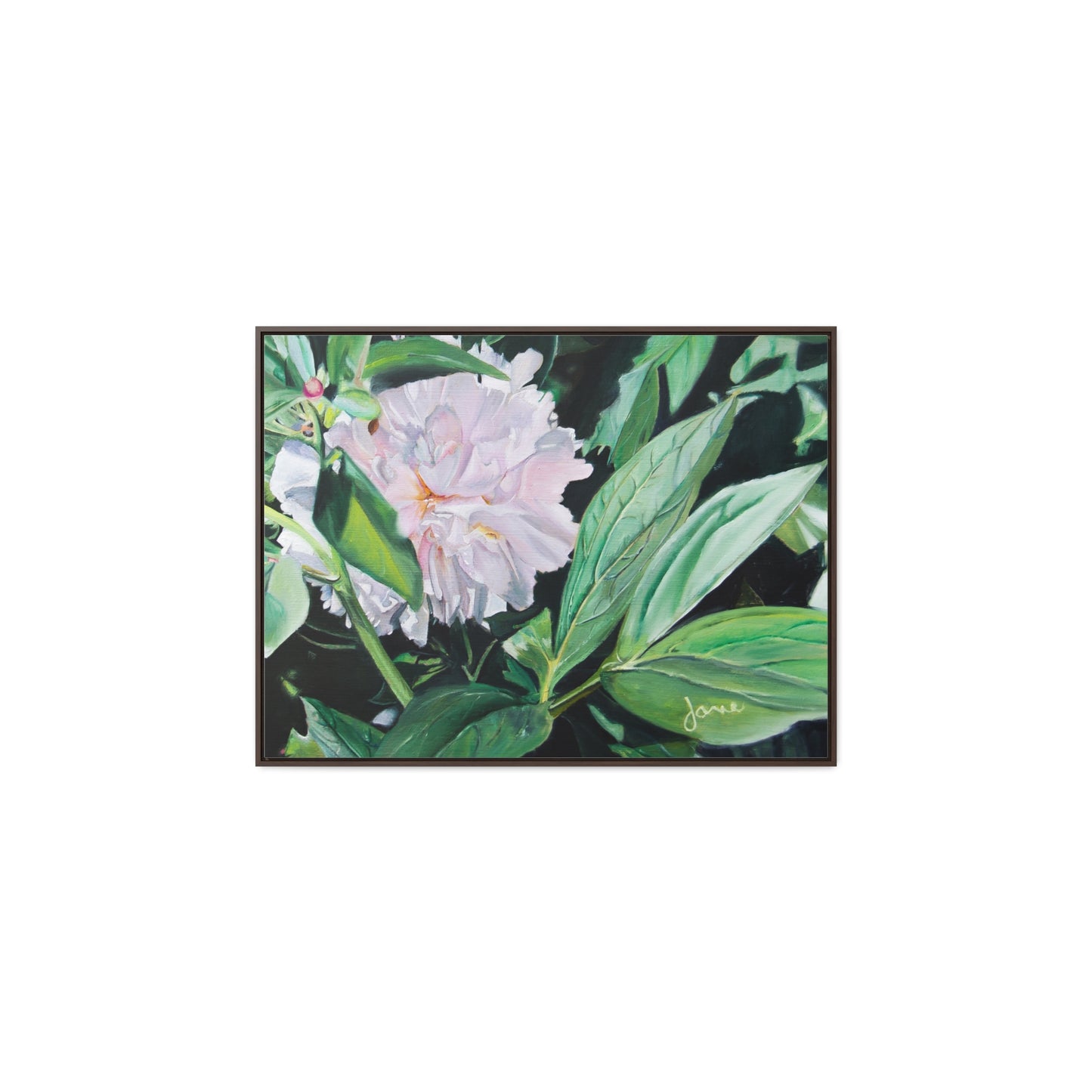 Stretched Canvas Wrap in Wood Frame, Shy Peone by Jane Autry