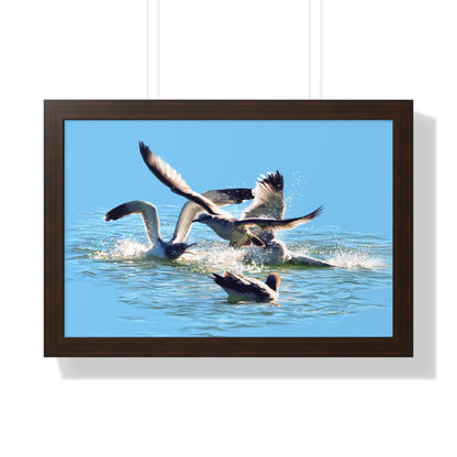 Framed Matte Print, Gull Fight on Stansbury Lake, by Rod Walgamott